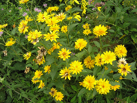 Heliopsis helianthoides